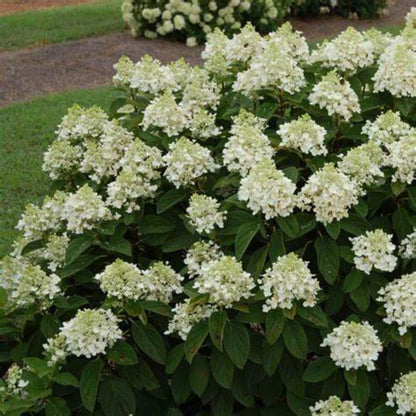 Hydrangea Baby Lace