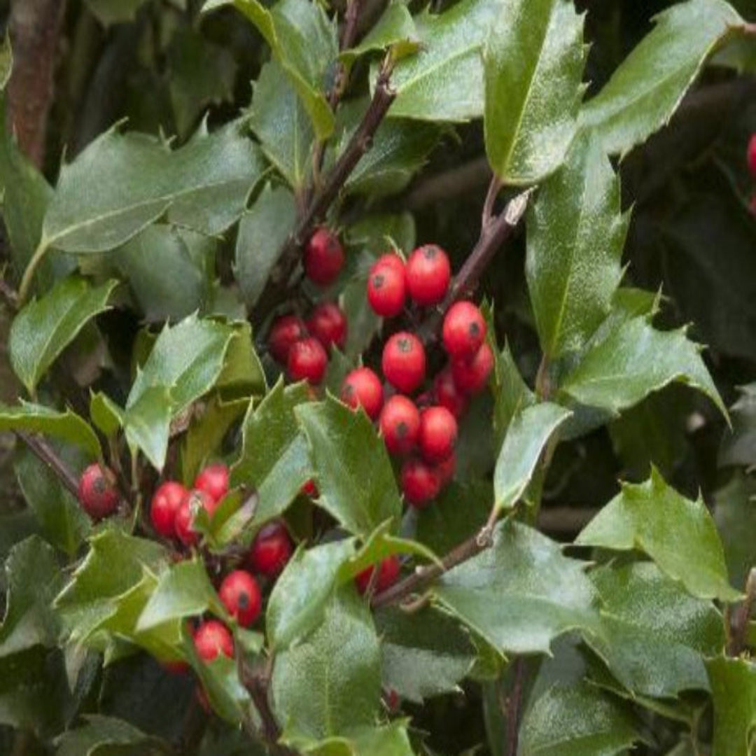 Blue Girl Holly Year Round Interest