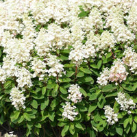 Hydrangea Baby Lace