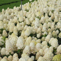 Hydrangea Baby Lace