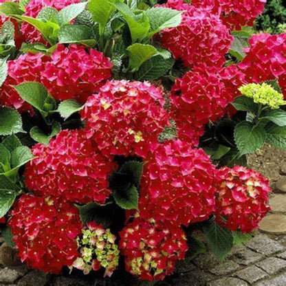Hydrangea heart throb