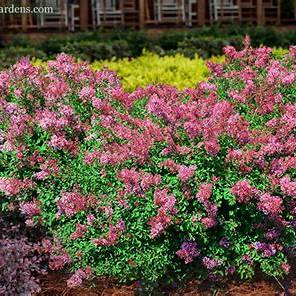 Bloomerang Dwarf Pink Lilac