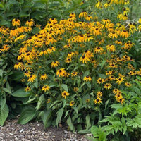 Goldsturm Black Eyed Susan blooms
