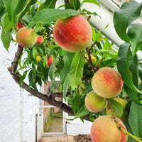 July Prince Peach