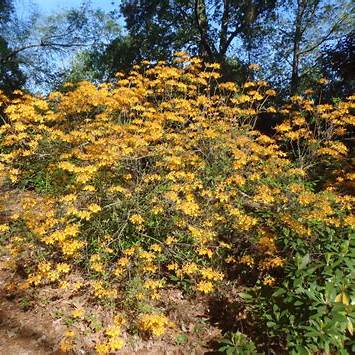 Rhododendron Austrinum  Cheerleader Azalea