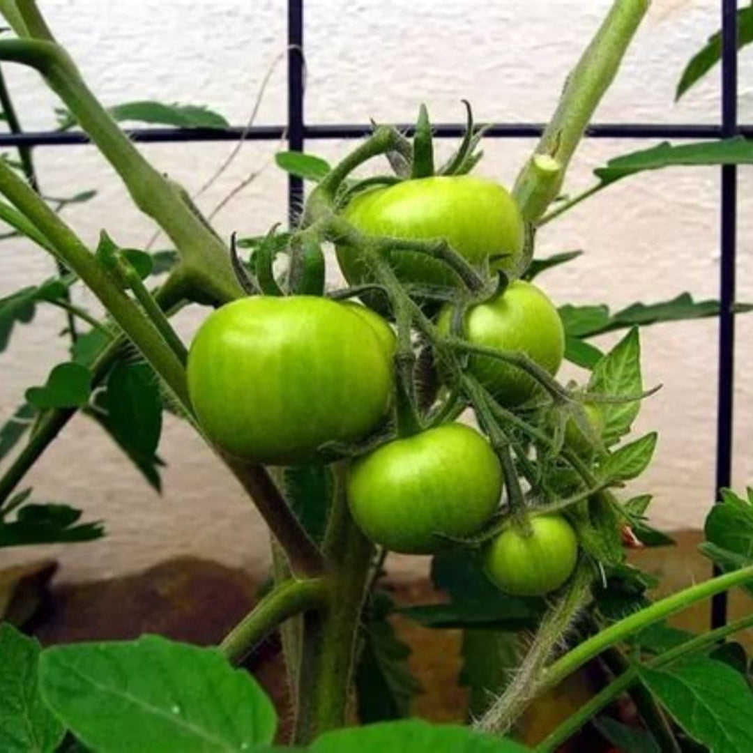Tomato Plant &