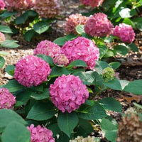 Pink Flowers of Let's Dance Arriba Reblooming Hydrangea