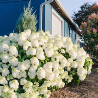 Little Hottie Hydrangea Panicle