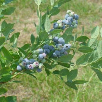 Blue Suede Blueberry Bush