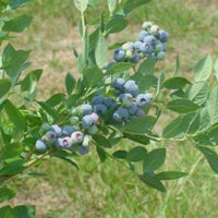 Blue Suede Blueberry plant close-up with ripening berries