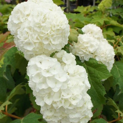 Harmony Oakleaf Hydrangea