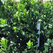 Blue Stallion Holly Multifunctional Evergreen