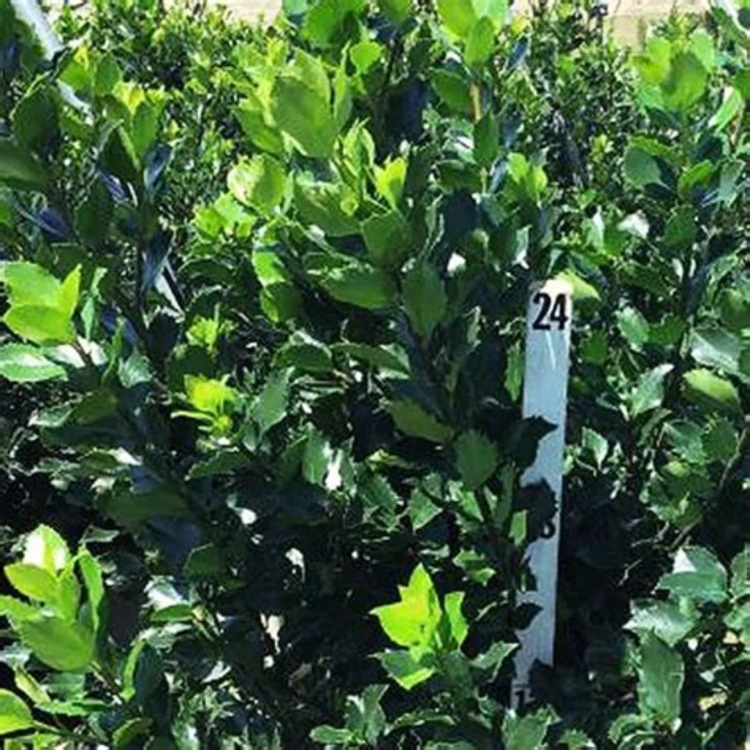 Blue Stallion Holly Multifunctional Evergreen