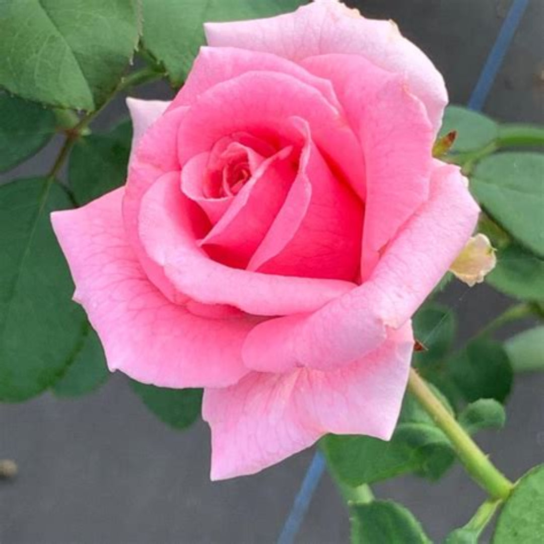Brindabella Pink Princess Rose