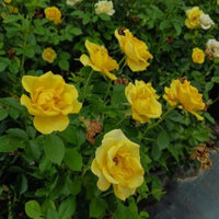 Gilded Sun Rose