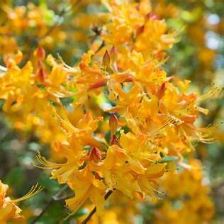 Rhododendron Austrinum  Cheerleader Azalea