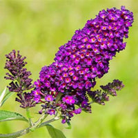 Butterfly Bush, Dark Reddish Purple Flowers