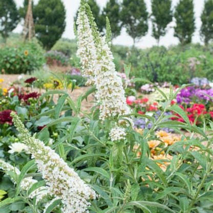 White Profusion Butterfly Bush