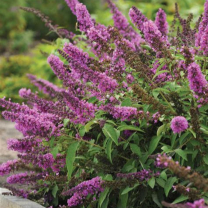 Tutti Frutti Butterfly Bush