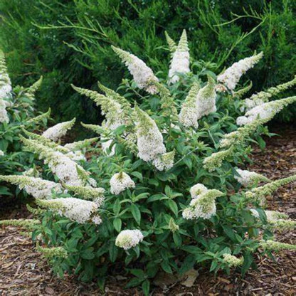 Buddleia Pugster White Dwarf Butterfly Bush