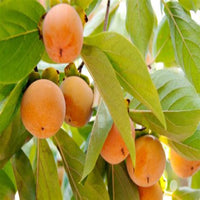 Fuyu Japanese Persimmon