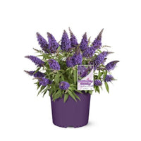 Li'l Grape  Butterfly Bush
