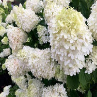 Grandiflora PG Hydrangea Plant with Tall Flower Stalks