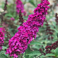 Li'l Rberry Butterfly Bush