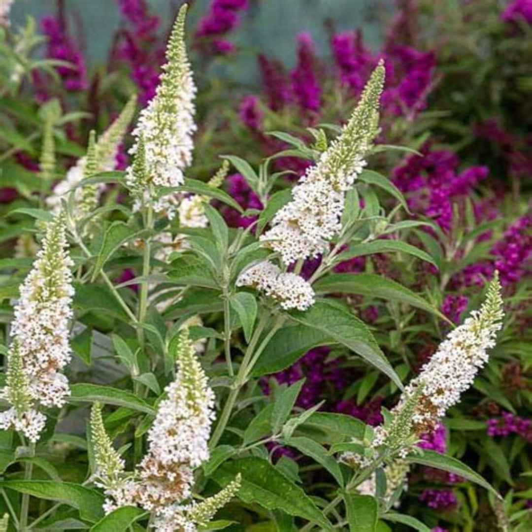 White Butterfly Bush