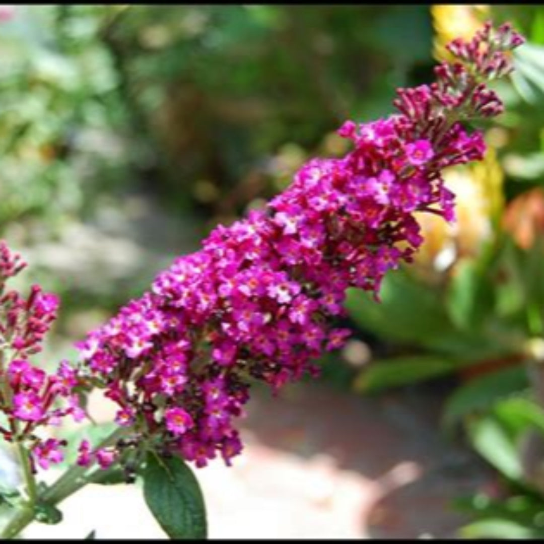 Buddleia CranRazz Butterfly Bush