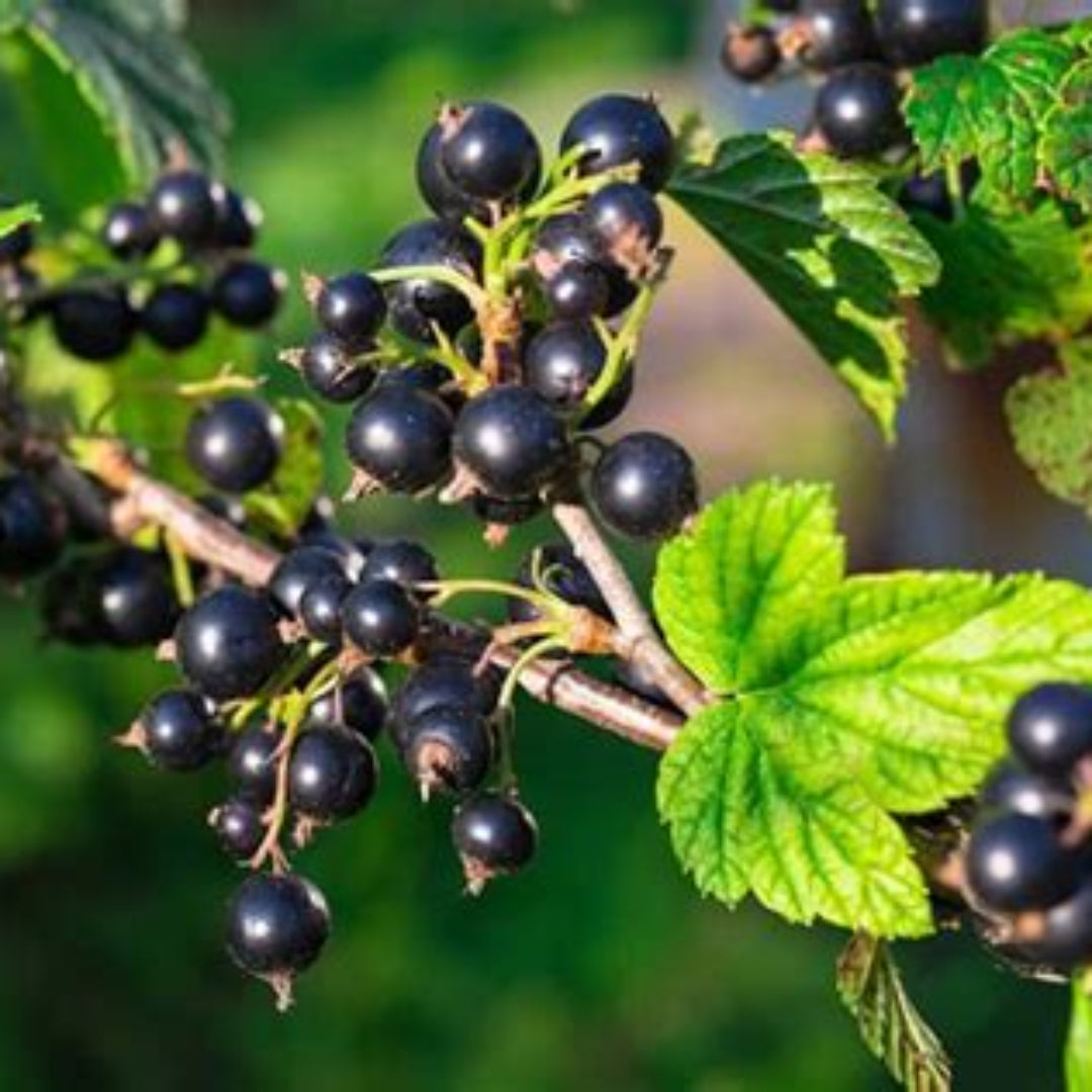 Consort Black Currant