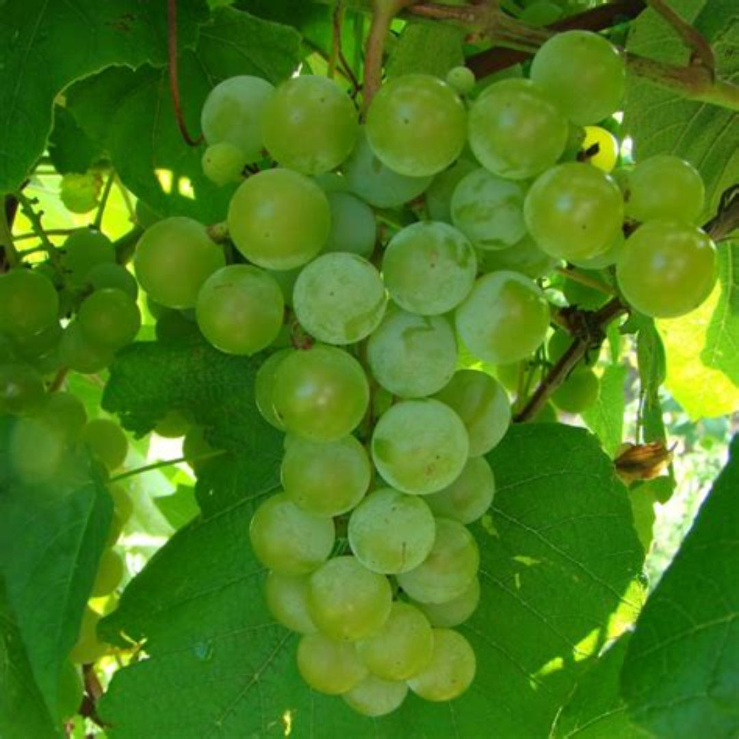 Edelweiss White Seeded Grape