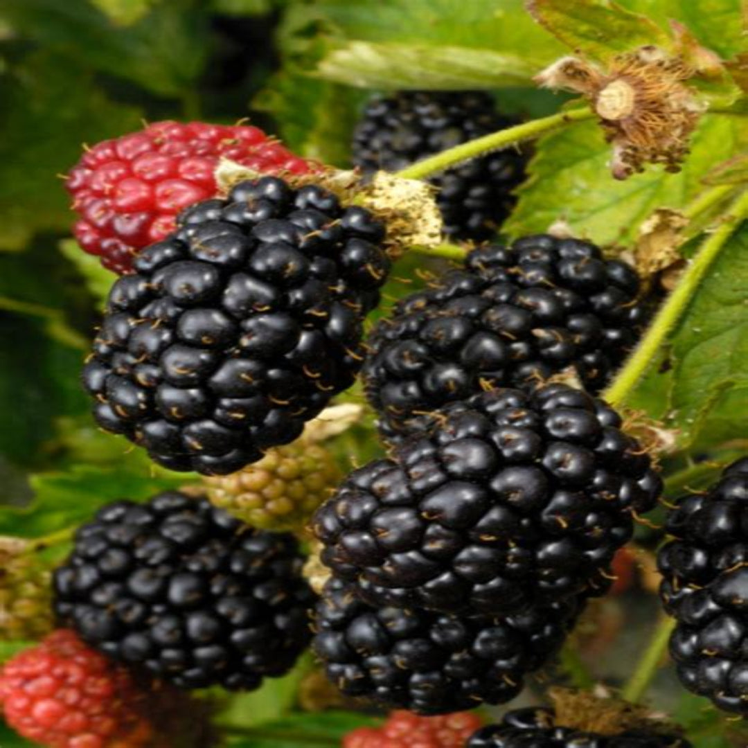 Prime Ark 45 Blackberry