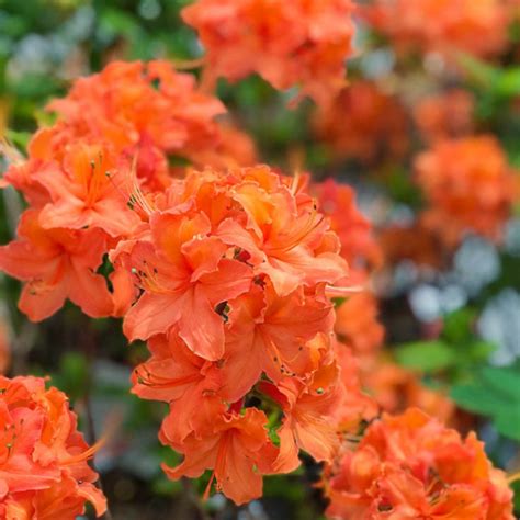 Orange Marmalade Azalea