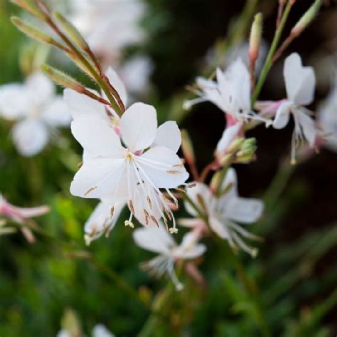 Gaura Belleza Series &