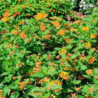 Luscious Marmalade Lantana