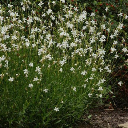 Gaura Belleza Series &