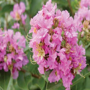 Dazzle Me Pink Crapemyrtle