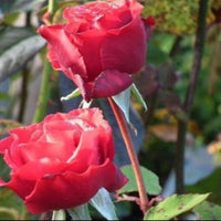 My Valentine Miniature Rose