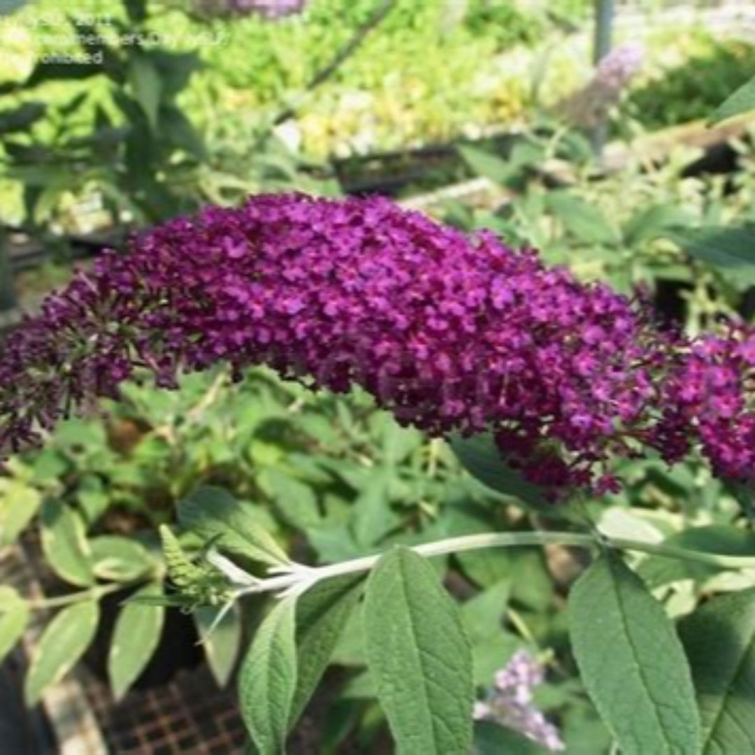 Attraction Butterfly Bush