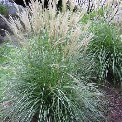 Miscanthus Adagio Grass