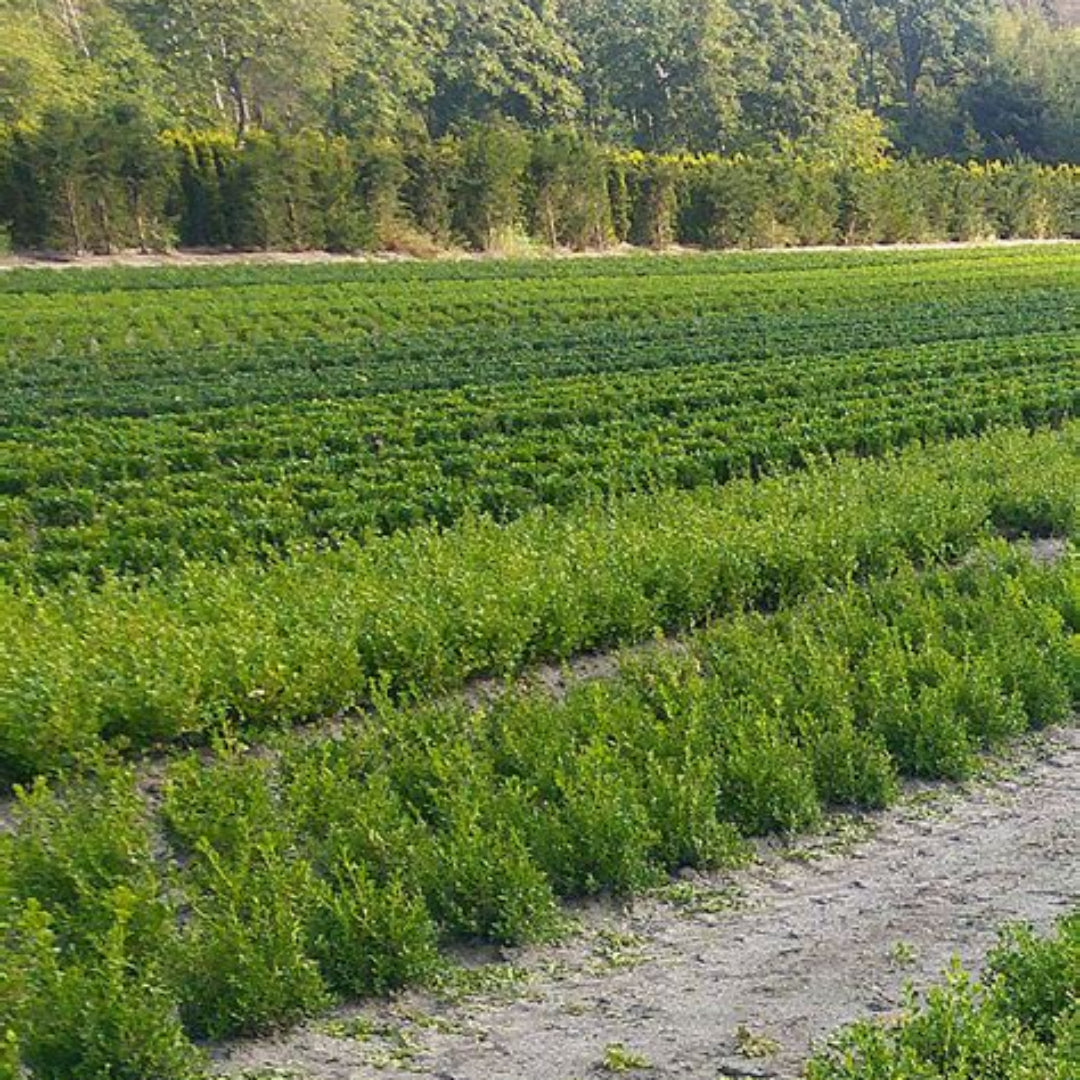 Better Boxwood Renaissance