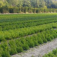 Better Boxwood Renaissance