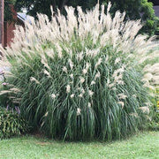 Miscanthus Adagio Grass