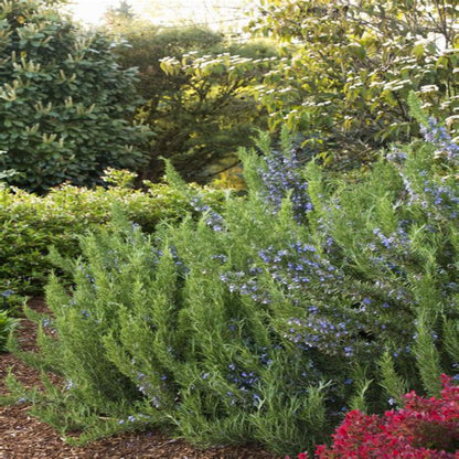 Rosmarinus officinalis &