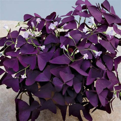 Oxalis Regnelli &