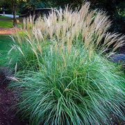 Miscanthus Adagio Grass