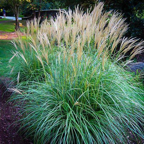 Miscanthus Adagio Grass