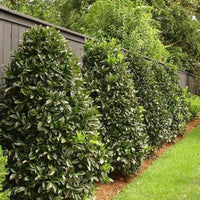 Luster Leaf Holly