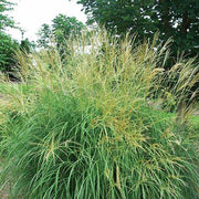 Miscanthus Adagio Grass